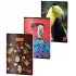 CAIET A5 60 FILE ARITMETICA COLOR PIGNA