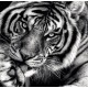 CALENDAR PERETE ANIMALE 13 FILE EGO CALENDAR PERETE ANIMALE 13 FILE EGO