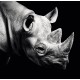 CALENDAR PERETE ANIMALE 13 FILE EGO CALENDAR PERETE ANIMALE 13 FILE EGO