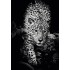 CALENDAR PERETE ANIMALE 13 FILE EGO
