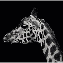 CALENDAR PERETE ANIMALE 13 FILE EGO CALENDAR PERETE ANIMALE 13 FILE EGO