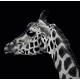 CALENDAR PERETE ANIMALE 13 FILE EGO CALENDAR PERETE ANIMALE 13 FILE EGO